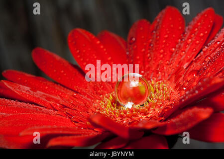 Wasser Makro Stockfoto