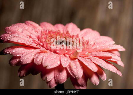 Wasser Makro Stockfoto