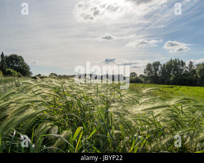 Typischer Standort in Holland bu Flusses. Dieser Schuss genommen direkt ins Sonnenlicht, ein magisches Licht zu produzieren. Stockfoto