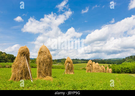 Bela Krajina, Slowenien. Traditionelle Heu Stapeln auf dem Feld. Stockfoto