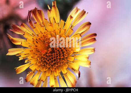 Eine gelbe Blume der Compositae mit rosa Hintergrund Stockfoto