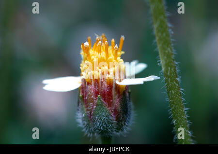 Eine kleine Blume unter einen Frieden Umwelt und Umgebung Stockfoto