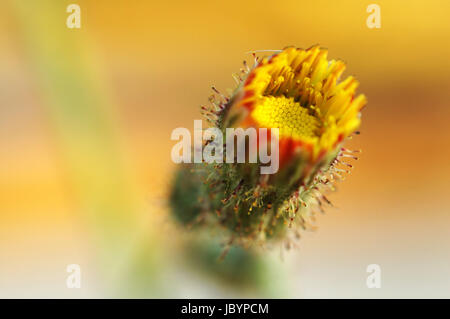 Eine blühende gelbe Compositae Blume Stockfoto