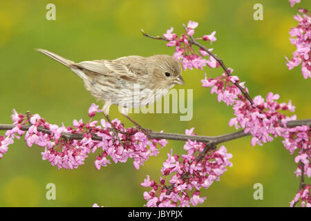 Eine weibliche House finch beugte von REDBUD Stockfoto