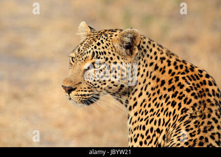 Porträt eines Leoparden (Panthera Pardus), Sabie Sand Naturschutzgebiet, Südafrika Stockfoto