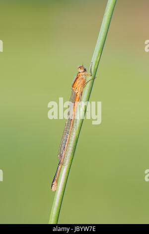 Eine weibliche östlichen Widłogon (Ischnura Verticalis) Damselfly hockt auf einem Pflanzenstängel. Stockfoto
