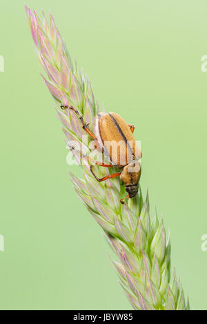 Einen Schlafsack rose Käfer (suspinosus Macrodactylus) Sitzstangen auf einer Anlage. Stockfoto
