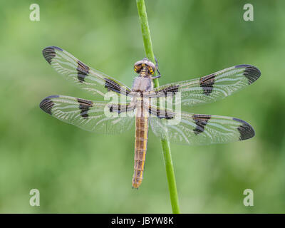 Eine Tau bedeckt Teneral weibliche zwölf entdeckt Skimmer (Libellula Pulchella) Libelle wartet auf den Flügeln, vor dem Erstflug zu verhärten. Stockfoto