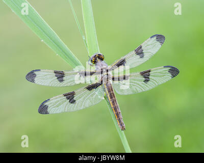 Eine Tau bedeckt Teneral weibliche zwölf entdeckt Skimmer (Libellula Pulchella) Libelle wartet auf den Flügeln, vor dem Erstflug zu verhärten. Stockfoto