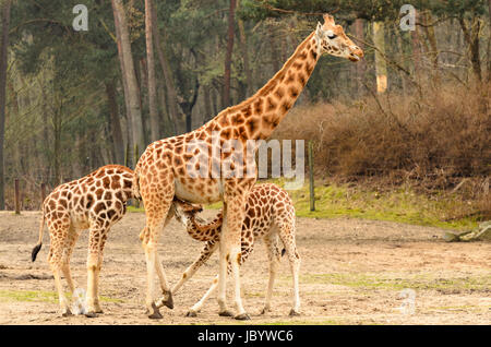 Zwei junge Giraffe im Zoo von der Mutter Giraffe trinken. Stockfoto