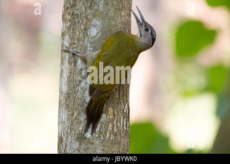 Gray geleitet Specht (Picus Canus) auf dem Baum Stockfoto