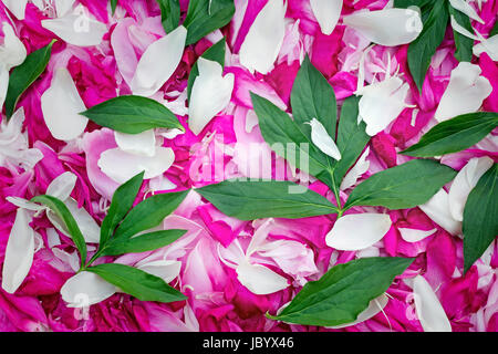 Große Anzahl von sanften weiß und leuchtend rosa Blütenblätter eine Pfingstrose, Blätter und Blüten der Pfingstrose. Hintergrundbild Stockfoto