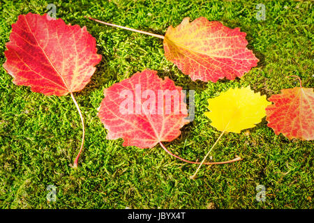 Schöne rote Blätter, gefallenen von Aspen, liegen auf dem Boden vor dem Hintergrund der grünen Moos. Stockfoto