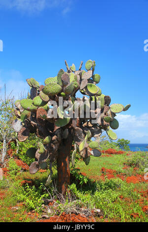 Galapagos Feigenkaktus auf Rabida Insel im Nationalpark Galapagos, Ecuador. Er ist endemisch auf den Galápagos-Inseln. Stockfoto