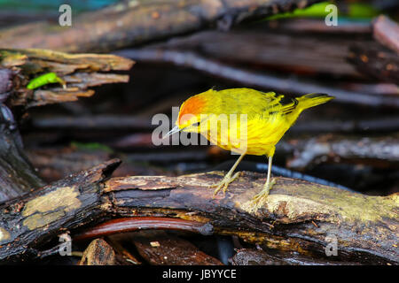 Männliche Schnäpperrohrsänger (Dendroica Petechia) sitzen auf dem Boden auf der Insel Santa Cruz in Galapagos Nationalpark in Ecuador. Stockfoto