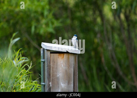 Fotos von der Feuchtgebiete zu erhalten - olentangy Trail - Columbus, OH, USA Stockfoto