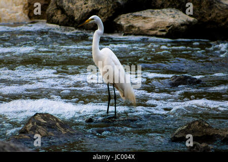 Fotos von der Feuchtgebiete zu erhalten - olentangy Trail - Columbus, OH, USA Stockfoto