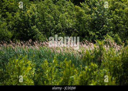 Fotos von der Feuchtgebiete zu erhalten - olentangy Trail - Columbus, OH, USA Stockfoto