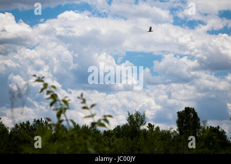 Fotos von der Feuchtgebiete zu erhalten - olentangy Trail - Columbus, OH, USA Stockfoto