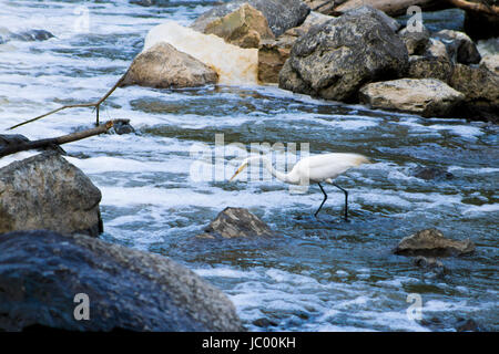 Fotos von der Feuchtgebiete zu erhalten - olentangy Trail - Columbus, OH, USA Stockfoto