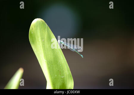 Nahaufnahme einer blaue Libelle, Azure Damselfly, die auf der Oberseite eine Wasserpflanze in schlammigen Teichwasser sitzt. Stockfoto