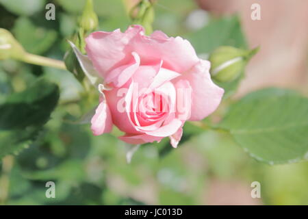 Rosa Rosa Rose eine Hecke Stockfoto