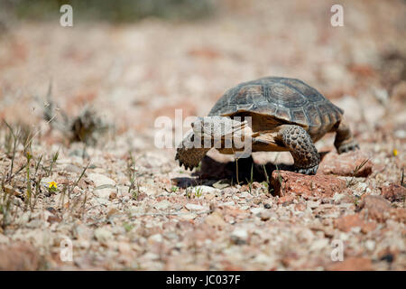 Mojave Wüste Schildkröte (Gopherus Agassizii) in seinem natürlichen Lebensraum - Mojave-Wüste, Kalifornien USA Stockfoto