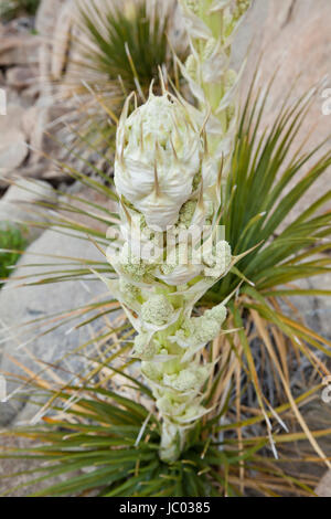 Mojave Yucca Pflanzen (Yucca Schidigera, auch bekannt als spanischer Dolch), blühen im zeitigen Frühjahr - Mojave-Wüste, Kalifornien USA Stockfoto