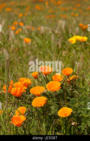 Ein Feld von California Poppies - Point Buchon State Marine Reserve und Marine Conservation Area - Kalifornien Vereinigte Staaten Stockfoto