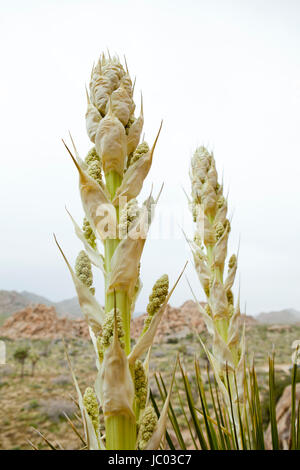 Mojave Yucca Pflanzen (Yucca Schidigera, auch bekannt als spanischer Dolch), blühen im zeitigen Frühjahr - Mojave-Wüste, Kalifornien USA Stockfoto