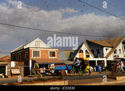 Ein endloser Schwarm Heuschrecken fliegen über die Felder und eine kleine Stadt im zentralen Madagaskar. Stockfoto