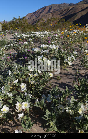 Super Blüte der Blumen in der Anza-Borrego Desert State Park nach einem sehr nassen Winter. Boden war mit Blumen mit Teppichboden ausgelegt, soweit das Auge reicht Stockfoto