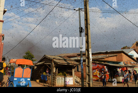 Ein endloser Schwarm Heuschrecken fliegen über die Felder und eine kleine Stadt im zentralen Madagaskar. Stockfoto