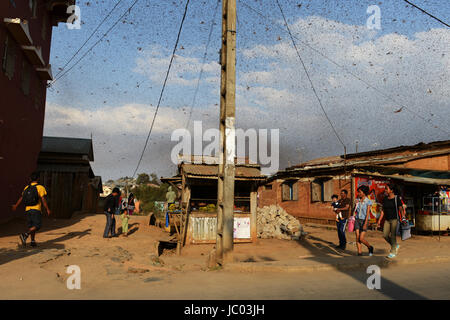 Ein endloser Schwarm Heuschrecken fliegen über die Felder und eine kleine Stadt im zentralen Madagaskar. Stockfoto