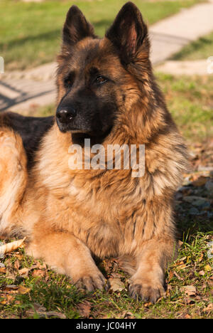 Deutscher Schäferhund, elsässischen Stockfoto