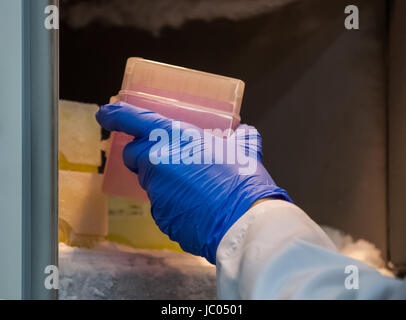 Wissenschaftler oder Forscher oder Doktorand ist chemische DNA-Proben vom Kühlschrank in Biotechnologie-Labor statt. Stockfoto