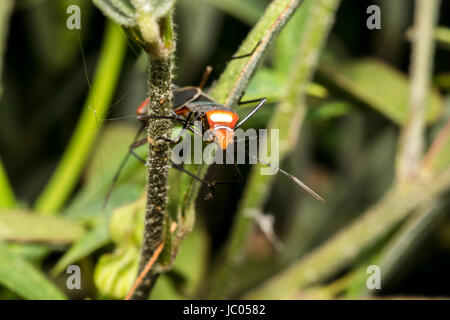 Kleine rote Dysdercus Hemiptera Fehler auf einem Blatt Stockfoto