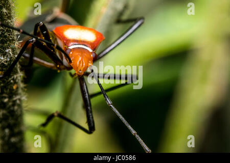 Kleine rote Dysdercus Hemiptera Fehler auf einem Blatt Stockfoto