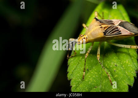 Gelbe Hemiptera Bug auf einer Pflanze Blatt Stockfoto