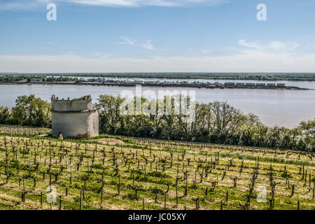 Blick auf den WEINBERGEN AM UFER DES FLUSSES DOORDOGNE MIT BEC D'AMBES gironde Frankreich - Frankreich Aquitaine - VINE YARDS IN FRANKREICH © Frédéric BEAUMONT Stockfoto