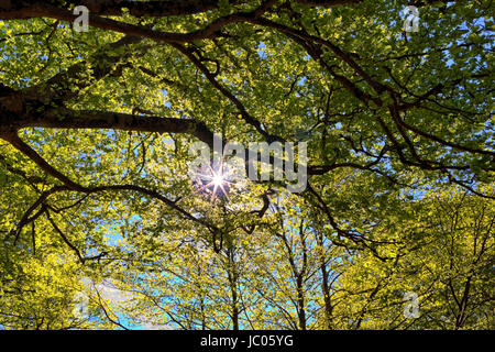 Flare platzen als Sonne Schimmer durch die Baumkronen Stockfoto