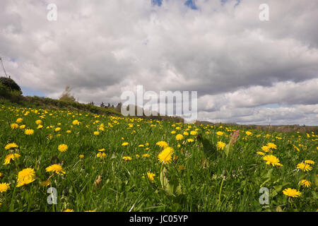 Bereich der Löwenzahn in Llangollen Wales Stockfoto