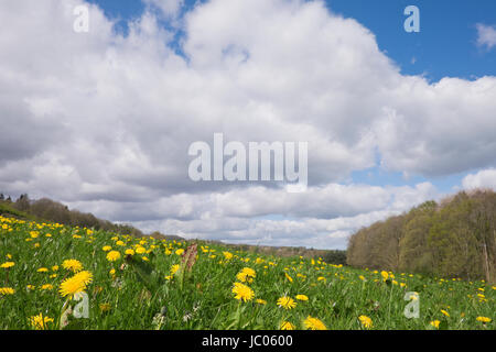 Bereich der Dandelionsl in Llangollen Wales Stockfoto