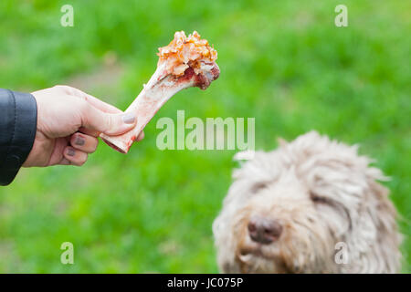 Bild einer menschlichen Hand mit einem leckeren großen Knochen und einem alten Hund für sein Mittagessen warten Stockfoto