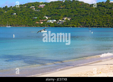 Ruhiges Meeresoberfläche mit fliegenden Pelikan am Strand Magens Bay in St. Thomas Insel, uns VI. Palm-Schatten auf das Wasser des karibischen Meeres und Angelboote/Fischerboote in t Stockfoto