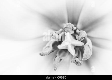 Tulip Staubgefäße und Stempel in extremer Nahaufnahme, Makro, Schwarzweiß, Schwarz & Weiß, Vereinigtes Königreich Stockfoto