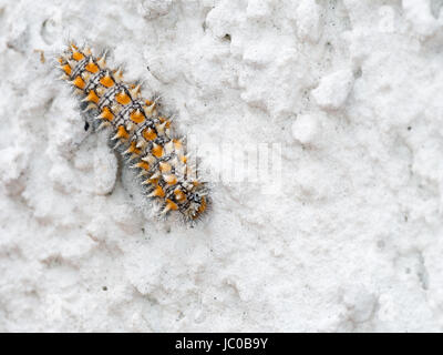 Melitaea Didyma, die gefleckte Fritillary oder rot-Band Fritillary ist ein Schmetterling der Familie Nymphalidae. Stockfoto