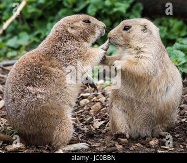 Schwarz-angebundene Graslandhunde Cotswold Wildlife Park in Burford, Oxfordshire, Vereinigtes Königreich Stockfoto