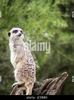 Alert Erdmännchen wacht im Cotswold Wildlife Park in Burford, Oxfordshire, Vereinigtes Königreich Stockfoto