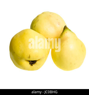 Frische Quitten Frucht isoliert auf weißem Hintergrund Stockfoto